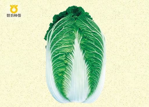 春滿(mǎn)園